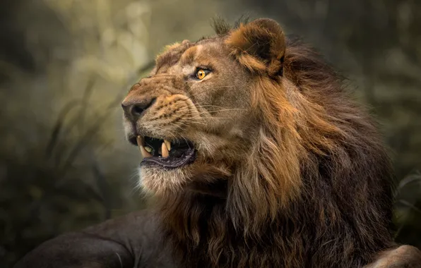 Look, face, background, Leo, mouth, grin, roar
