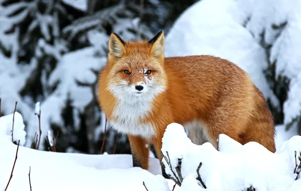Winter, forest, look, snow, branches, nature, pose, ate