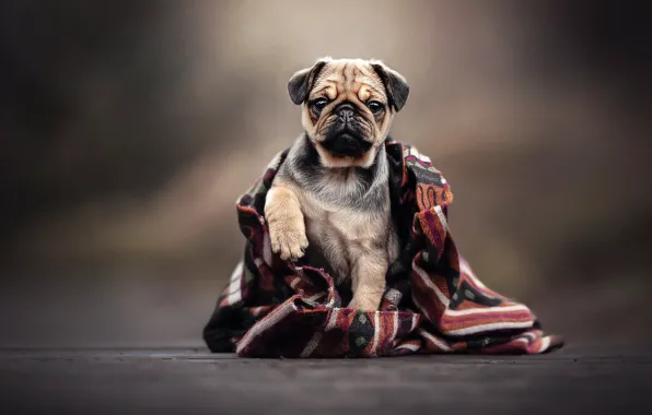 Picture background, dog, plaid, Pug