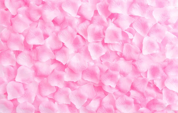 Picture background, pink, roses, petals, rose, pink, background, petals