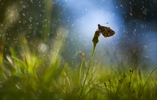 Picture field, grass, drops, glare, rain, dandelion, butterfly