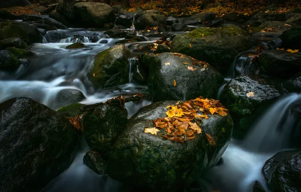 Yellow, stream, stones, waterfall, river, maple, stones, leaves. autumn