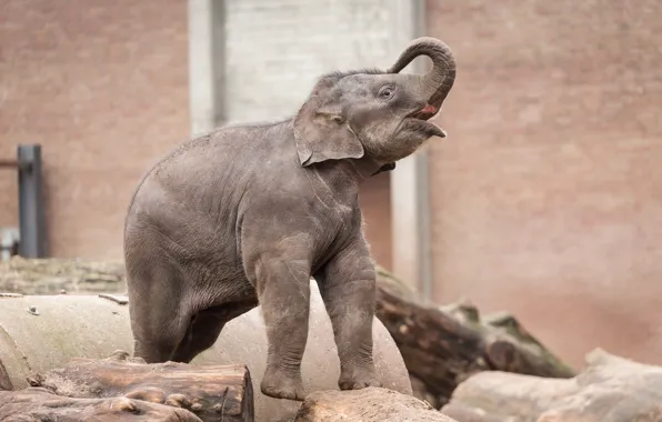 Background, elephant, zoo