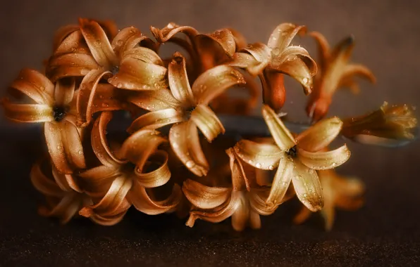 Picture drops, macro, flowers, orange, lights, the dark background, Golden, hyacinths
