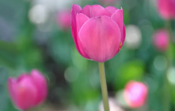 Picture Tulip, spring, petals, stem