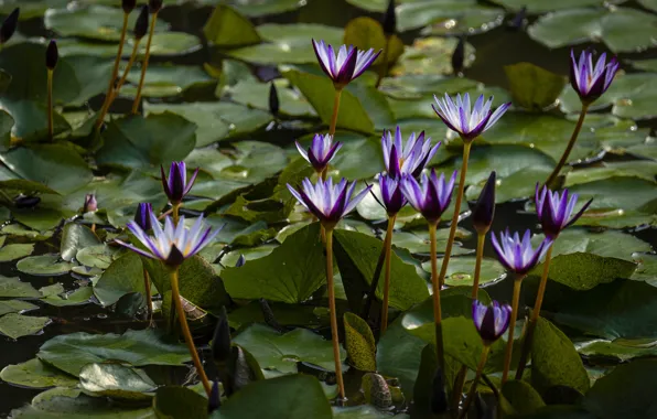 Leaves, flowers, pond, water lilies, lilac, water lilies, nymphs