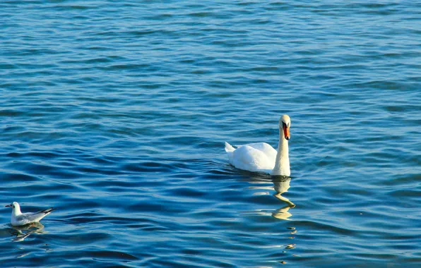 White, swan, sea, water