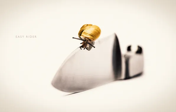 Picture macro, snail, photographer, knife, photography, photographer, Björn Wunderlich