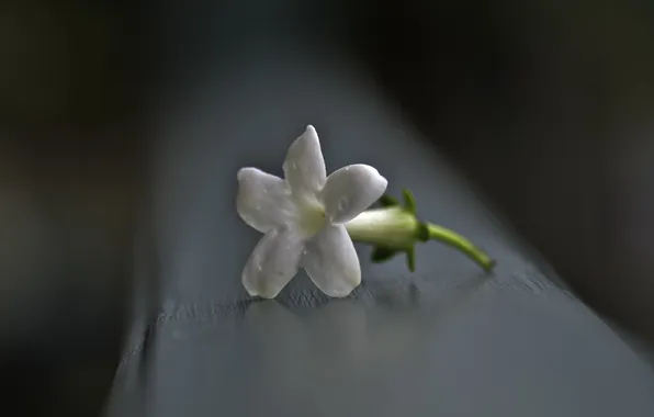 Macro, flowers, background