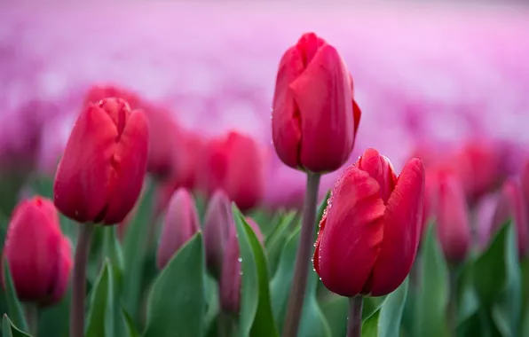 Flowers, background, tulips
