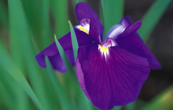 Picture flower, purple, macro, plant, iris