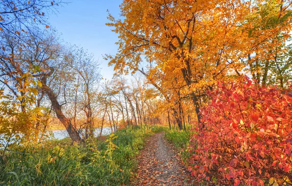 Autumn, forest, the sky, trees, river, path