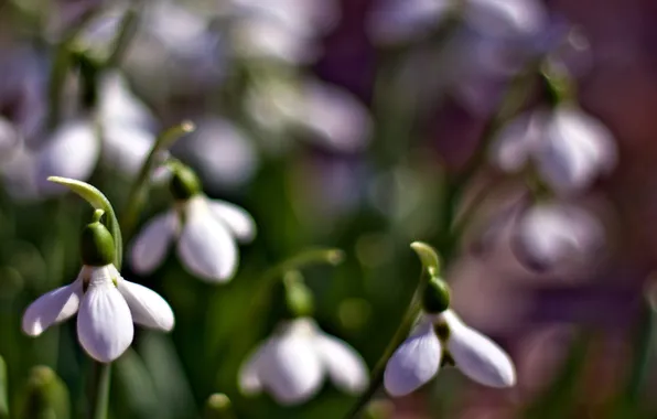 Picture macro, flowers, spring, blur, primrose, Snowdrops