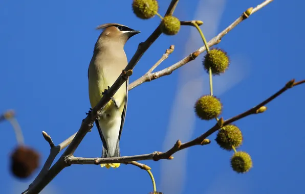 The sky, branches, tree, bird, the Waxwing