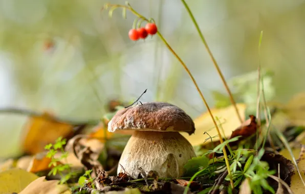 Autumn, forest, leaves, nature, mushrooms, white mushroom, September