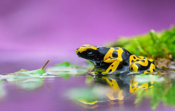 Water, frog, purple background