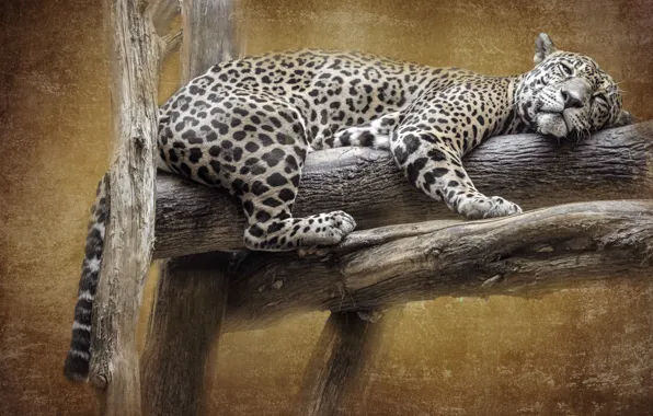 Picture pose, background, treatment, texture, lies, Jaguar, log