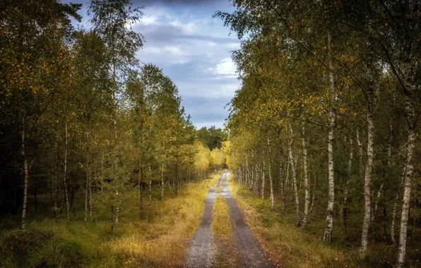 Picture road, autumn, forest