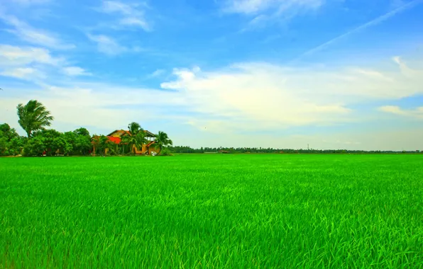 Picture field, the sky, trees, house, Asia, figure