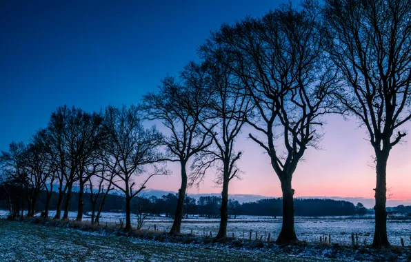 Winter, frost, field, trees, dawn, glade, morning, Norway