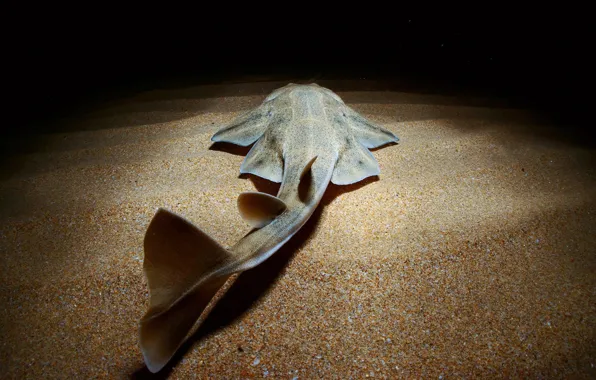 Sand, sea, water, the ocean, danger, fish, predator, shark