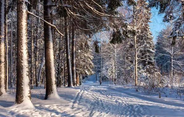 Winter, road, forest, snow, landscape, nature, beauty, trail