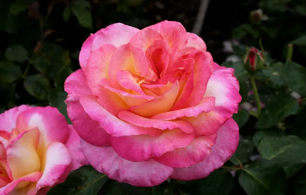 Pink, rose, Pink, flowering, Roses, color