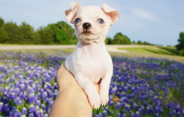 Background, hand, eyes, dog