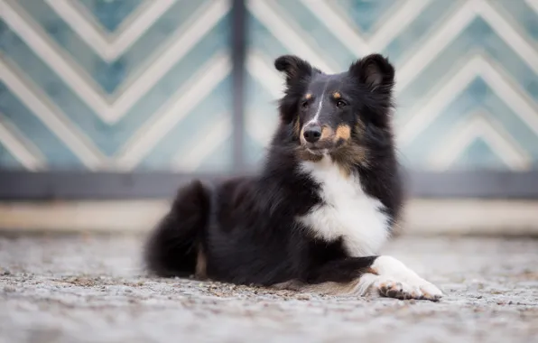 Picture strips, background, pattern, street, black, dog, puppy, lies