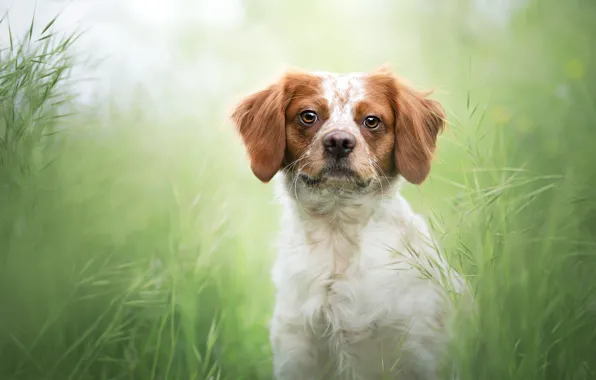 Picture grass, look, dog