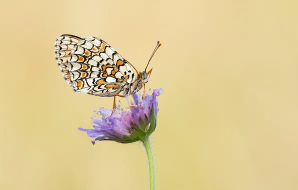 Picture flowers, background, stem, babochki