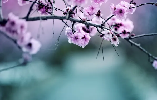 Nature, color, branch, Apple