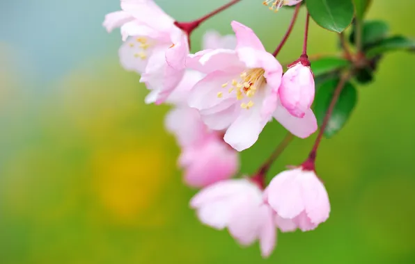 Picture macro, flowers, flowering, rosebud