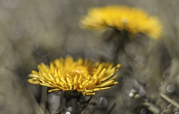 Flowers, nature, spring
