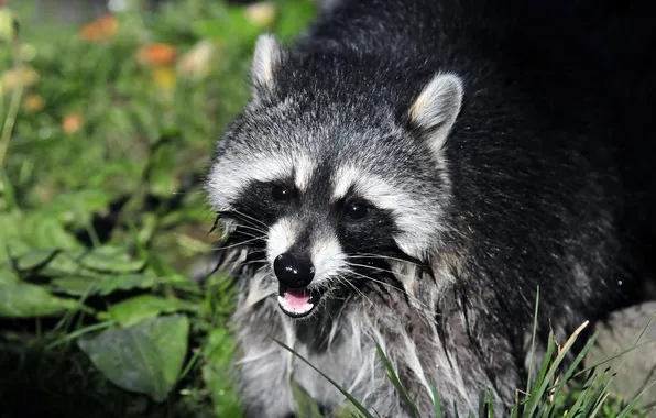 Picture grass, face, wet, raccoon
