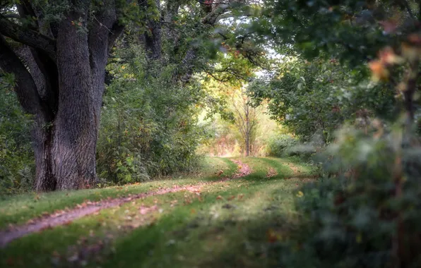 Road, forest, nature