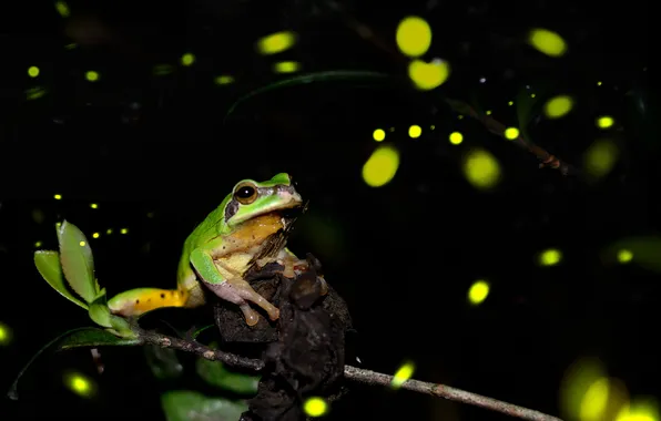 Night, fireflies, frog, branch