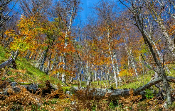 Autumn, Park, birch, grove, Croatia, Plitvice