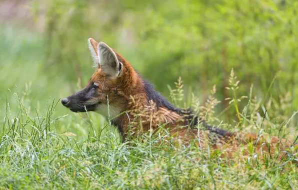 Grass, wolf, profile, ©Tambako The Jaguar, ruffed