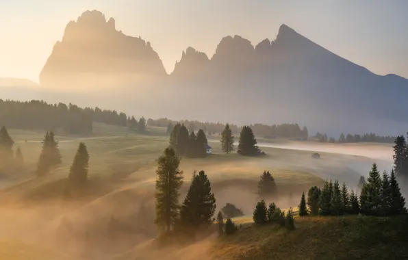 Forest, mountains, fog, hills, the slopes, tops, field, dal