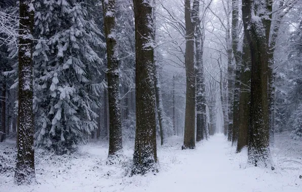 Picture winter, forest, snow, trees, nature, Netherlands