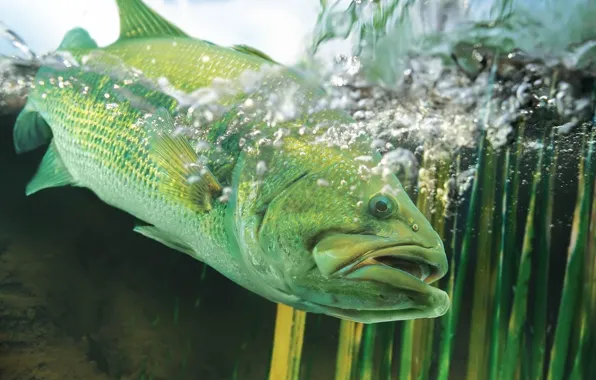 Grass, water, bubbles, fish