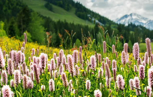Picture greens, grass, flowers, mountains, nature, Alps, meadow, Tyrol