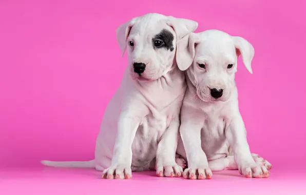 Dogs, background, puppies
