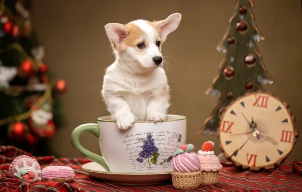 Watch, dog, mug, puppy, New year, doggie, decoration, Welsh Corgi