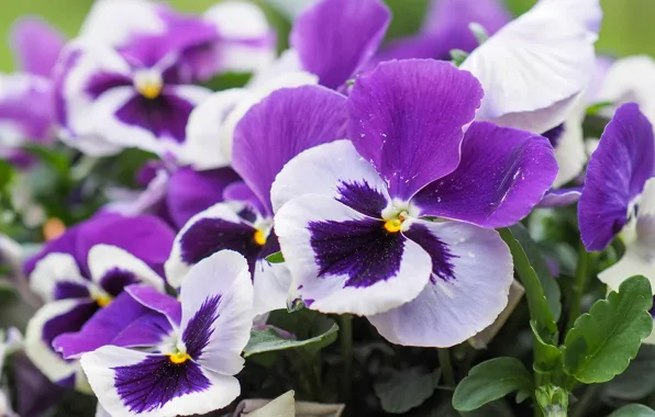 Macro, flowers, Pansy, lilac, bokeh, viola