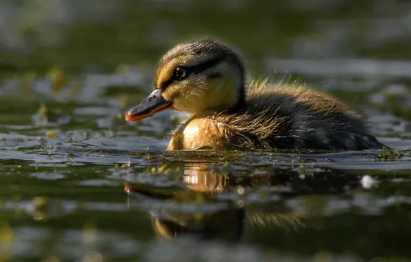Water, light, reflection, bird, eyes, baby, duck, chick
