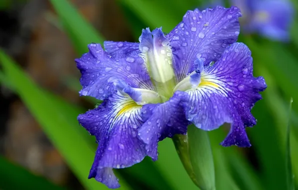 Rosa, spring, water drops, iris