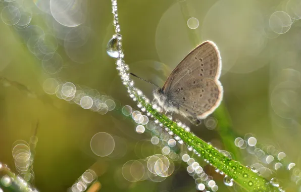 Picture grass, drops, macro, light, Rosa, glare, lights, grey