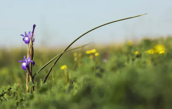 Macro, flowers, nature